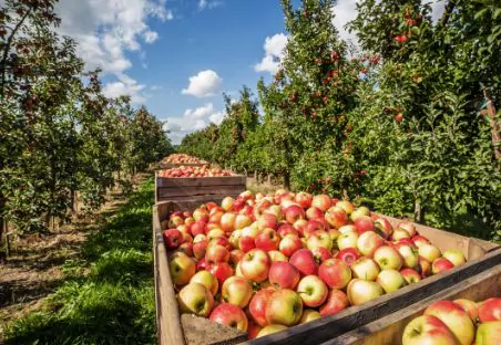 Holzkisten gefüllt mit Äpfeln auf Apfelplantage